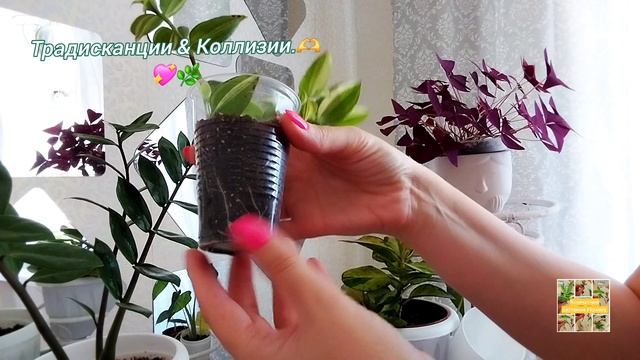 Традесканции &Коллизии 🫶🌿💖