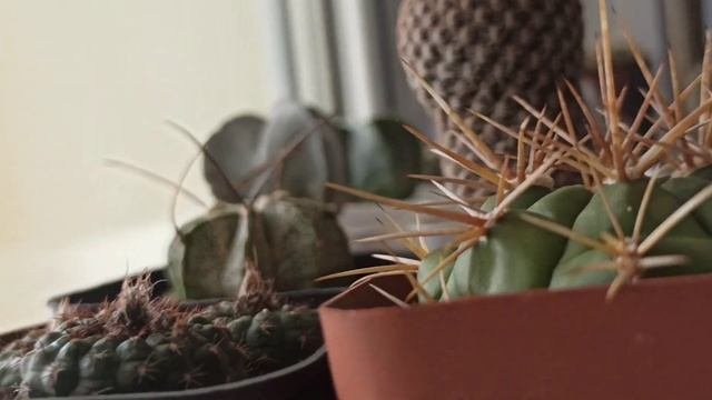 КАКТУСЫ из собственных семянКакой будет всхожесть?