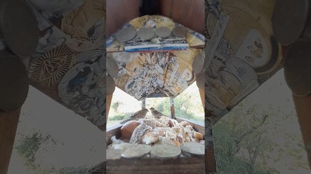 1000044582.mp4Жизнь кормушки.13.06.2025г.
