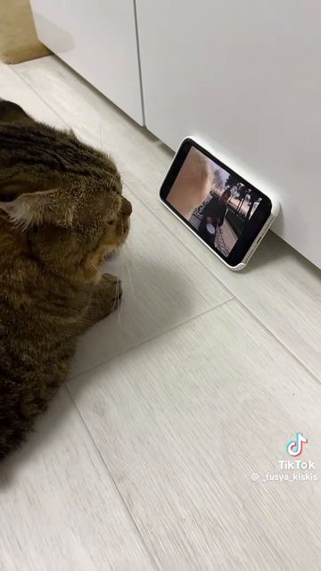 котик🤣🤣