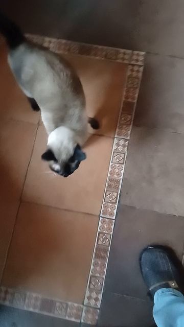 Сиамская кошка