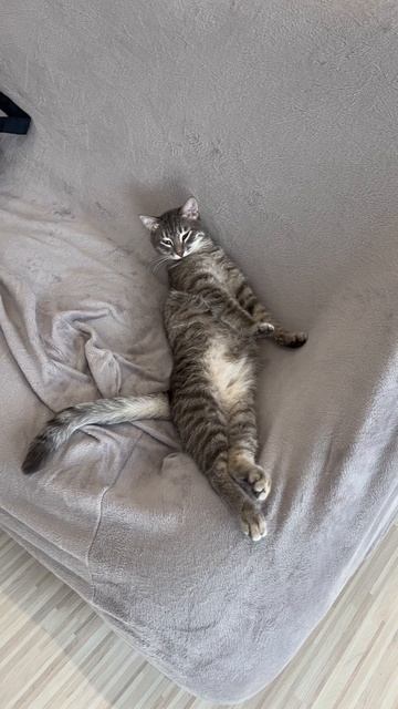 Мило спящий котик 🐱