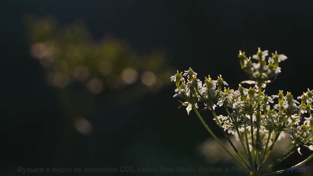Вы никогда не слышали ничего подобного - это взорвет ваш разум! - Leave The Country -- Anthem of Rai