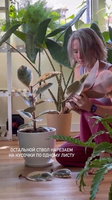 Черенкуем фикус
