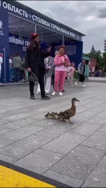 🦆 Утиная делегация посетила ульяновский стенд на форуме «Путешествуй!» на ВДНХ