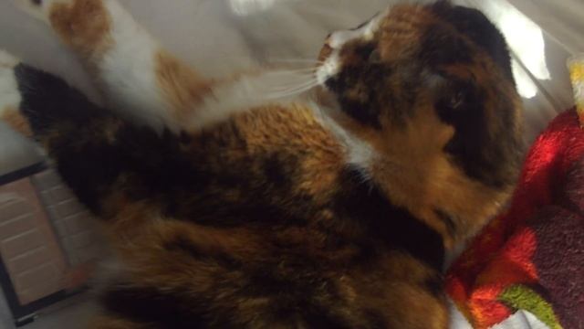 yawning cat #shorts