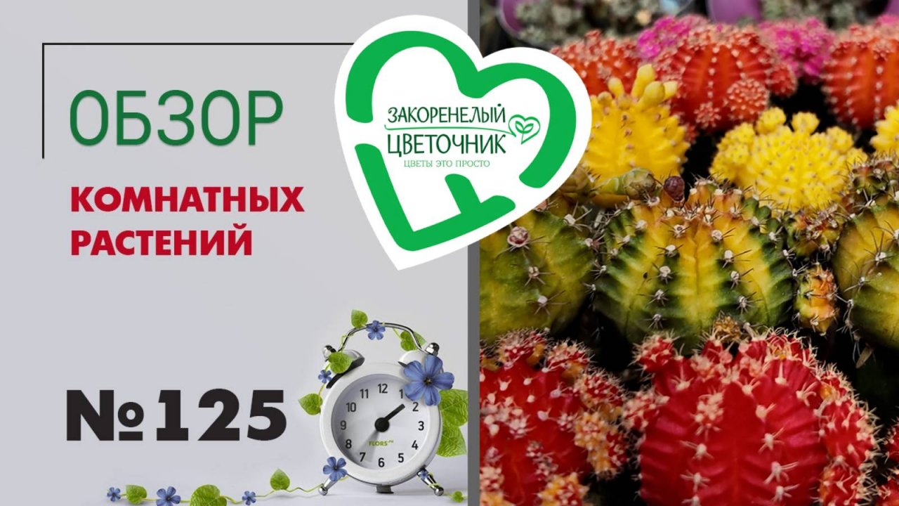Обзор растений: кактусы, филодендроны, эпипремнумы, рипсалисы, сансевиерии, калатеи, папоротники 125
