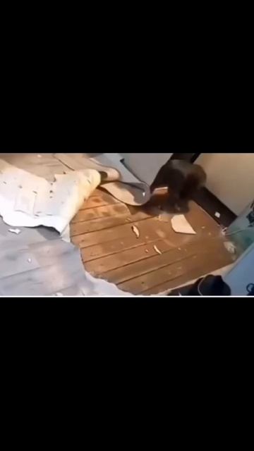 Дизайнеры🐕😄