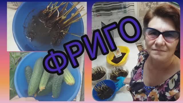 Клубника ФРИГО!! 🍓Мой новый проект!