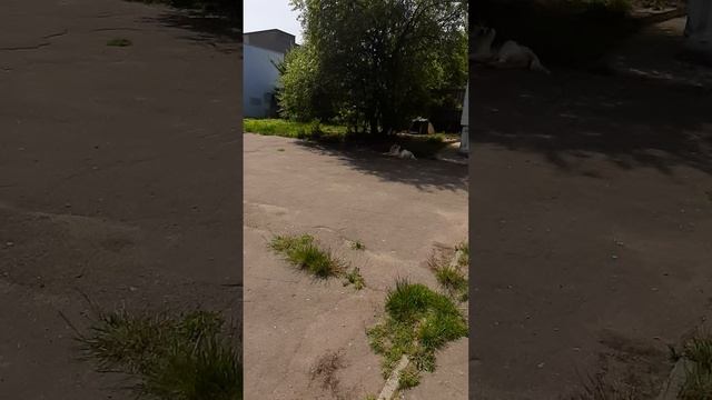 EASY ARABIC.Легко!🐪 Egyptian Arabic🐫 Египетский диалект 🐪 Sausages for dogs Сардельки собачкам