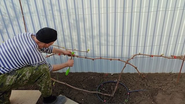 Подвязка двухлетнего куста ВИНОГРАДА!!!