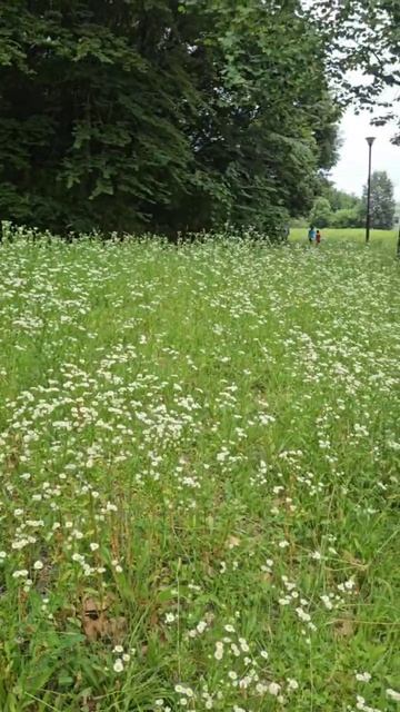 Лето, ах лето....