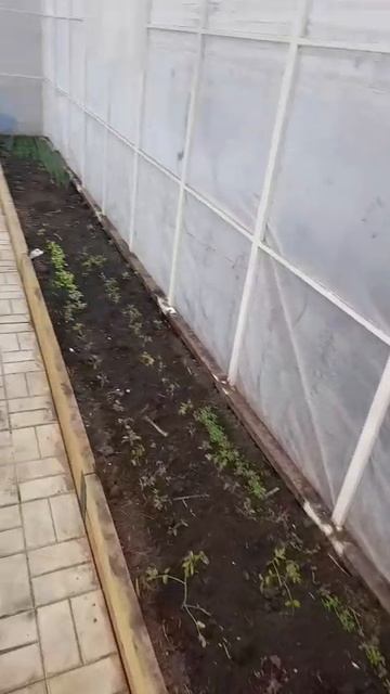 теплица