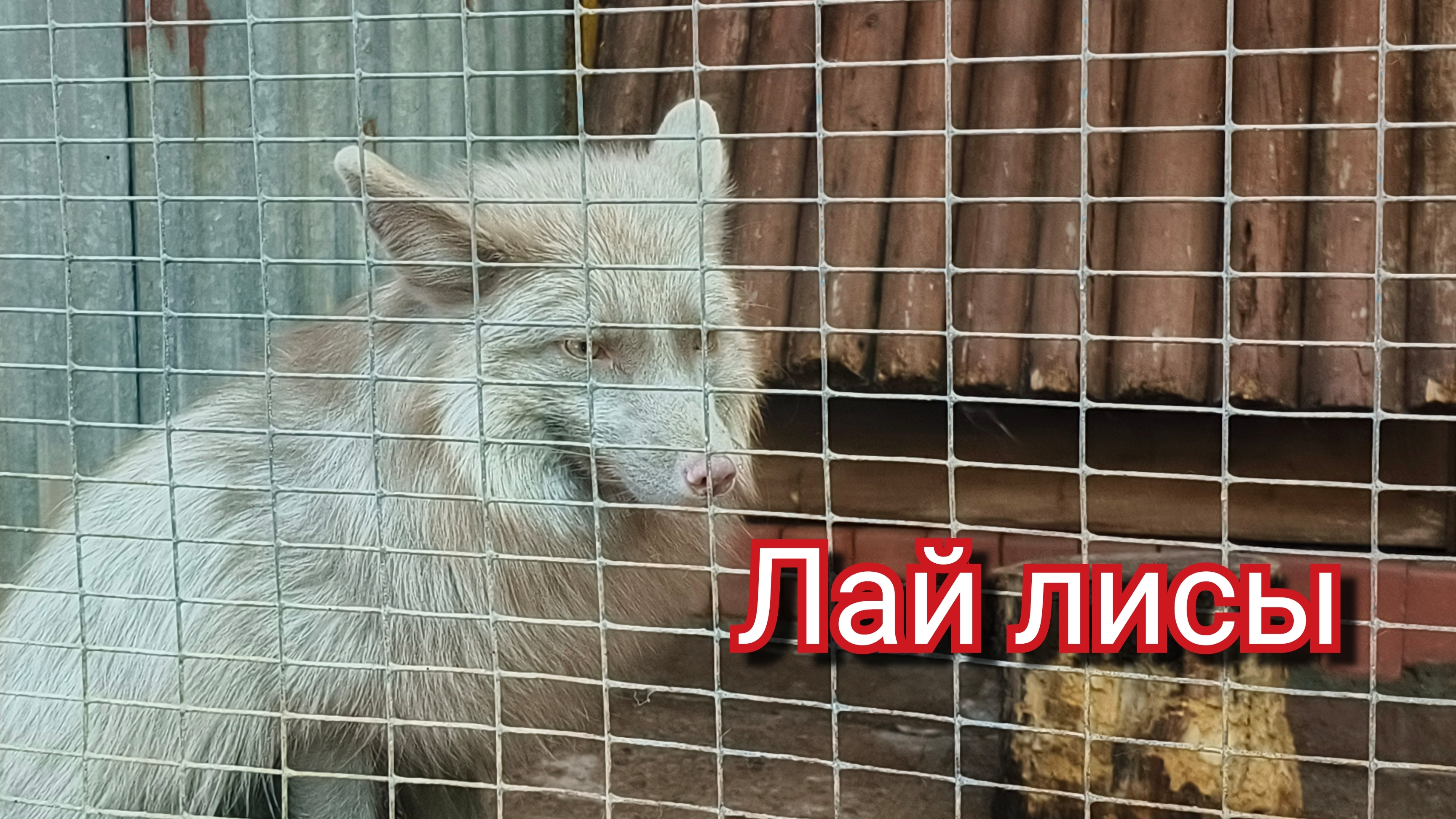 Лай лисы. Лисы разных пород. Лисица