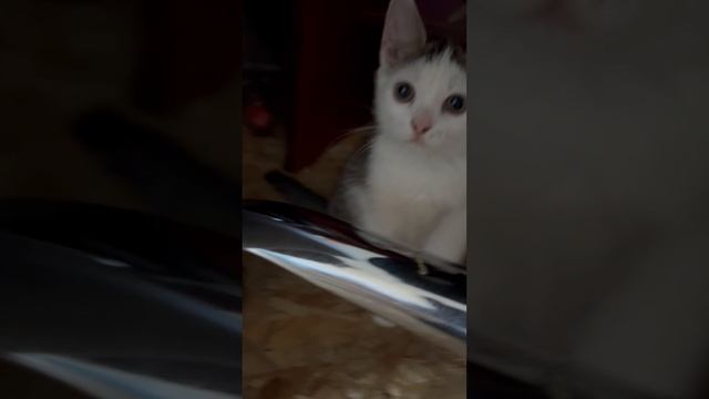 Котик