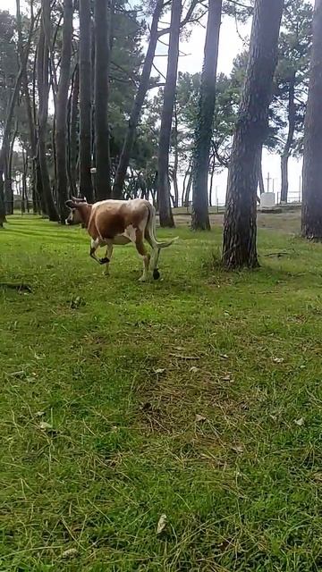 Cheerful bull on a run