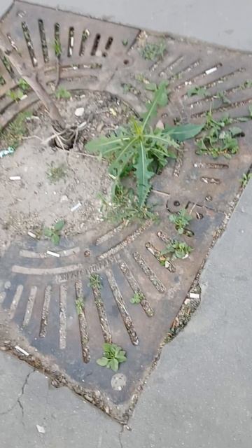 Яблони в асфальте и это Дмитров