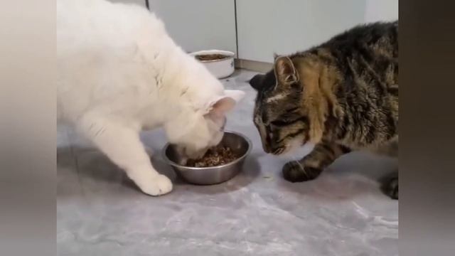 "Король Лев: Котячий бюджет"