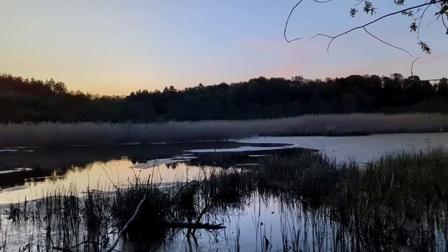 Ночь, болото, плот. В этом пруду рыбы нет