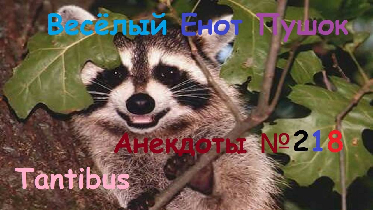 Енот пушок рассказывает анекдоты №218