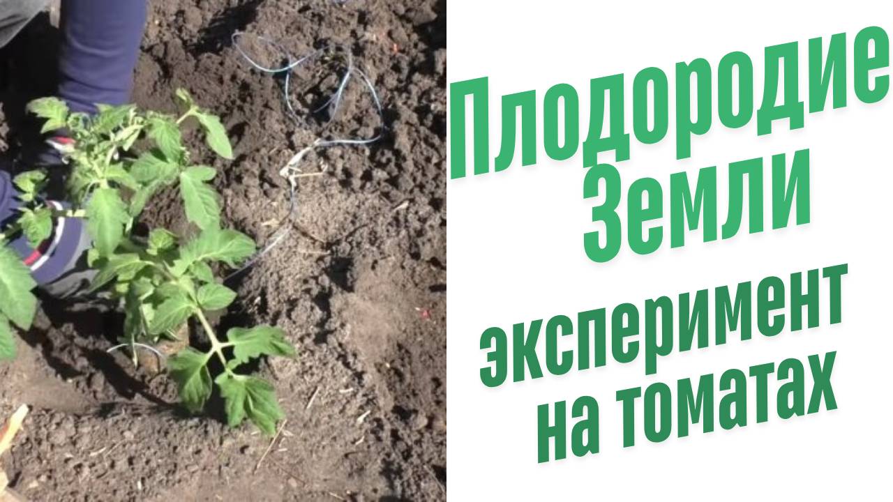Эксперимент с помидором.