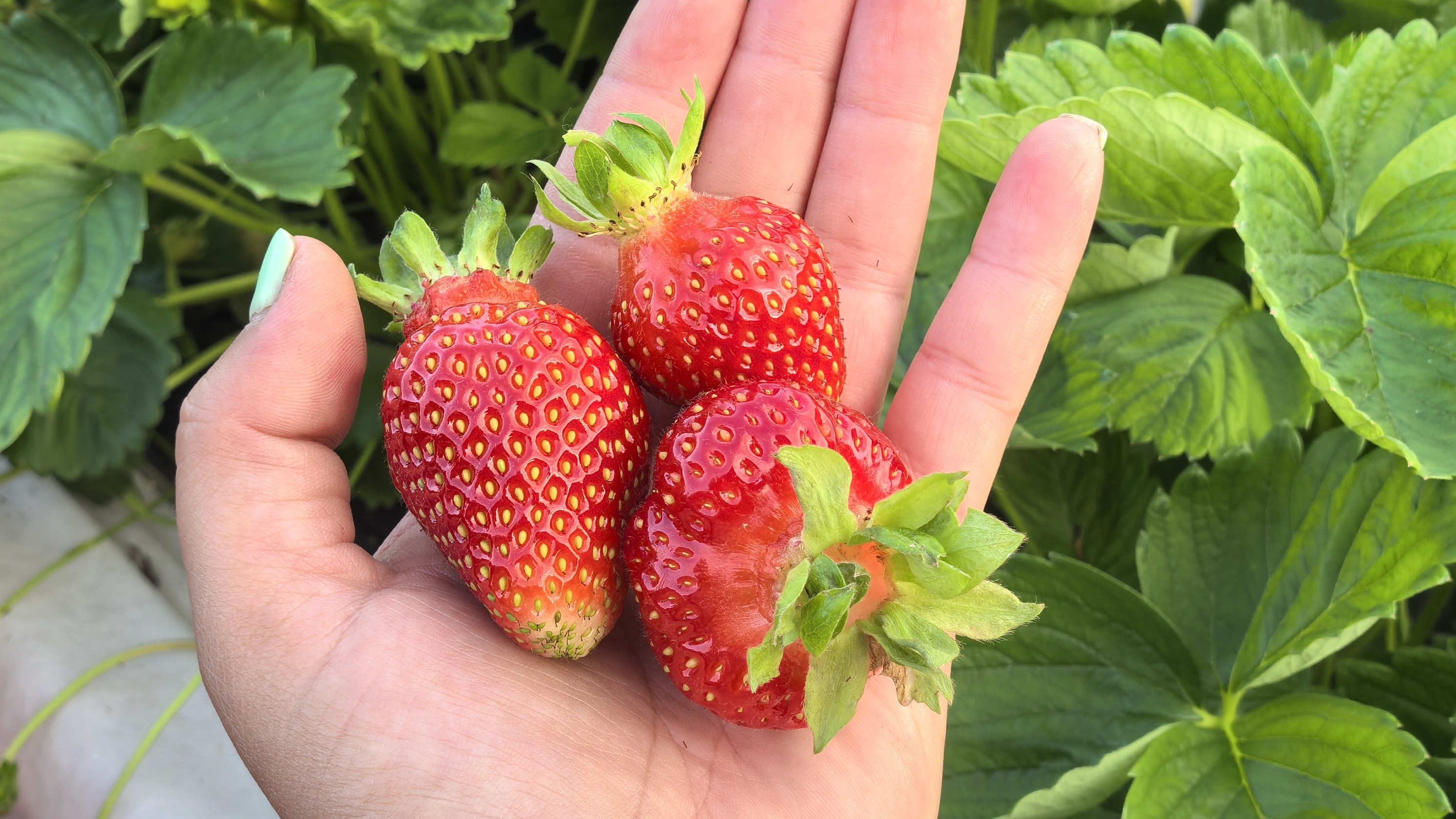 Клубника, ягоды, деревня