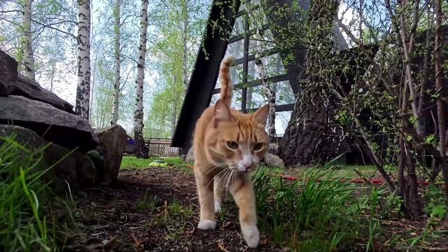 Треугольный Дом Шалаш и кот Кузя