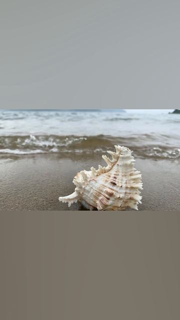 Ракушка