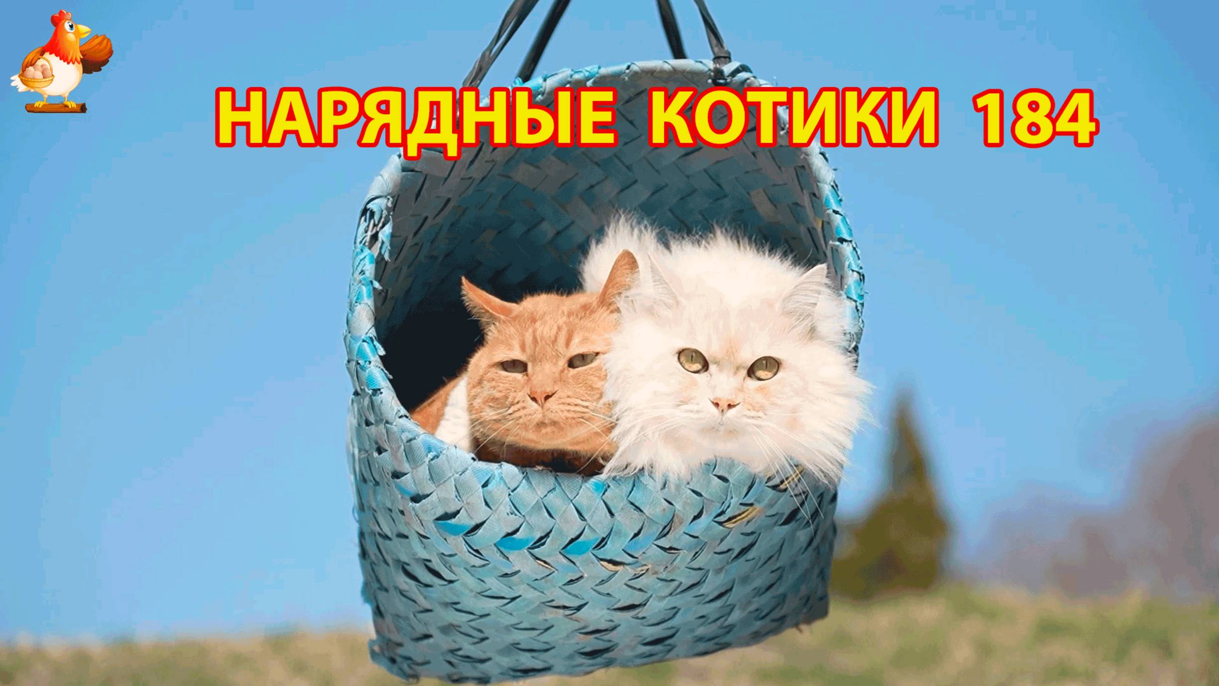 Нарядные Котики расслабляются на солнышке 🌞 🐈🐈🐈 (184)