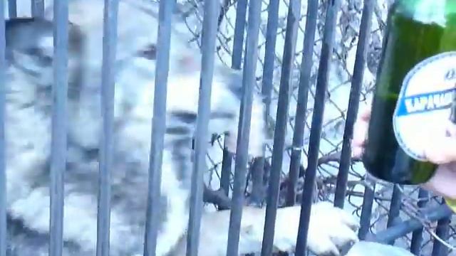 Волчара любит пиво.MOV