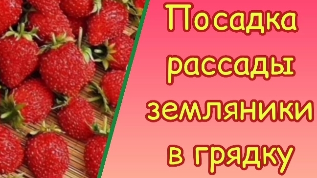 Высаживай рассаду земляники правильно.
