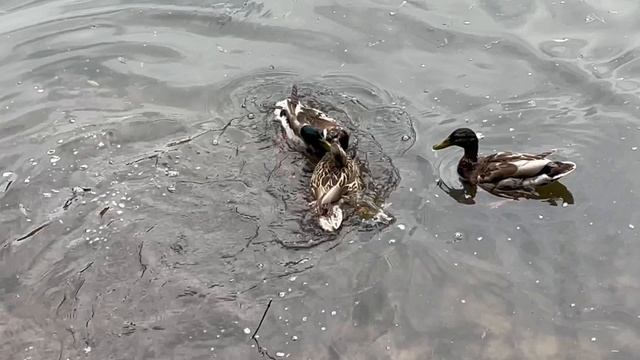 Драка уток за хлеб
