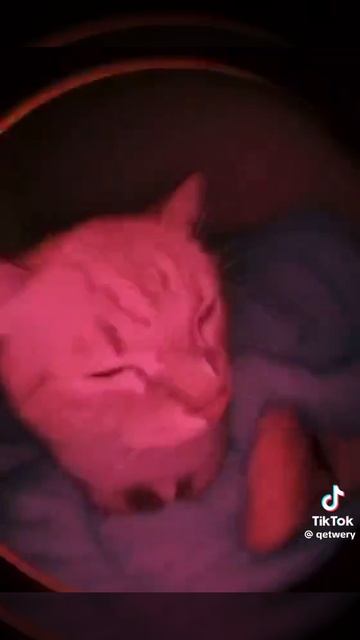 котик🤣🤣😅