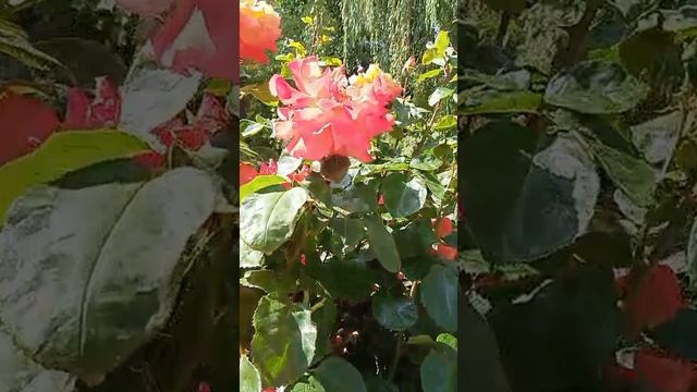 Крым сегодня