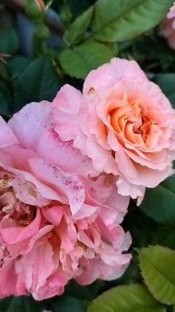 Восточный экспресс!