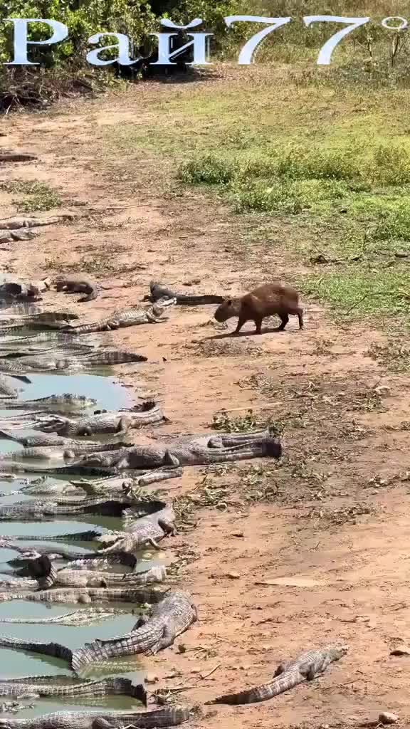Водосвинка не обратила внимания на крокодилов и погрузилась в водоём