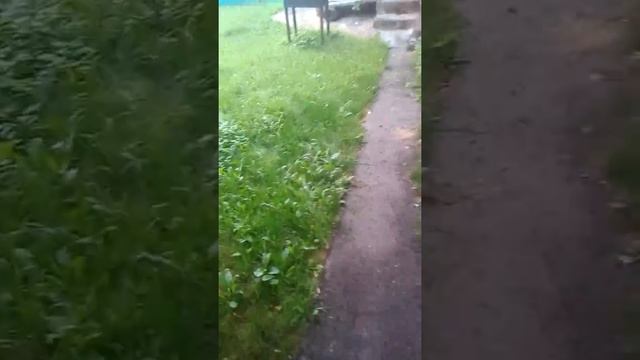 К нам пришёл кот Воитель / Аля Персик💜