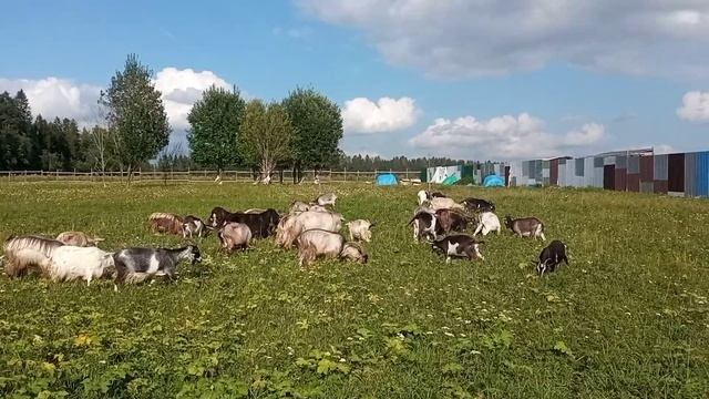 Моё Хозяйство/Летний Выпас2024/Детёныши/Звери Едят Трав