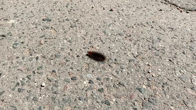 Колючая гусеница спешит по своим делам