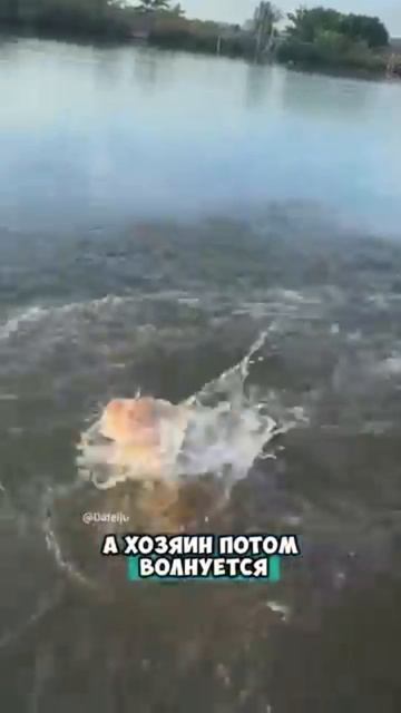 Морские котики