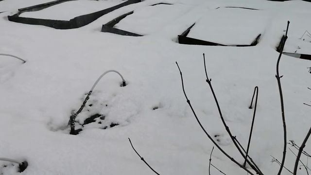 20.05.2024. На даче❄️❄️❄️.