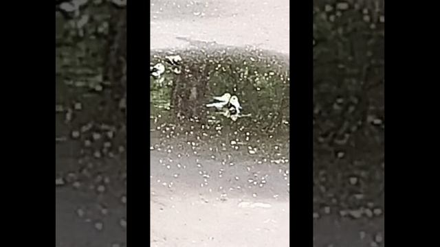 Главный  Ботанический сад 13.06.2025 г. Москва.