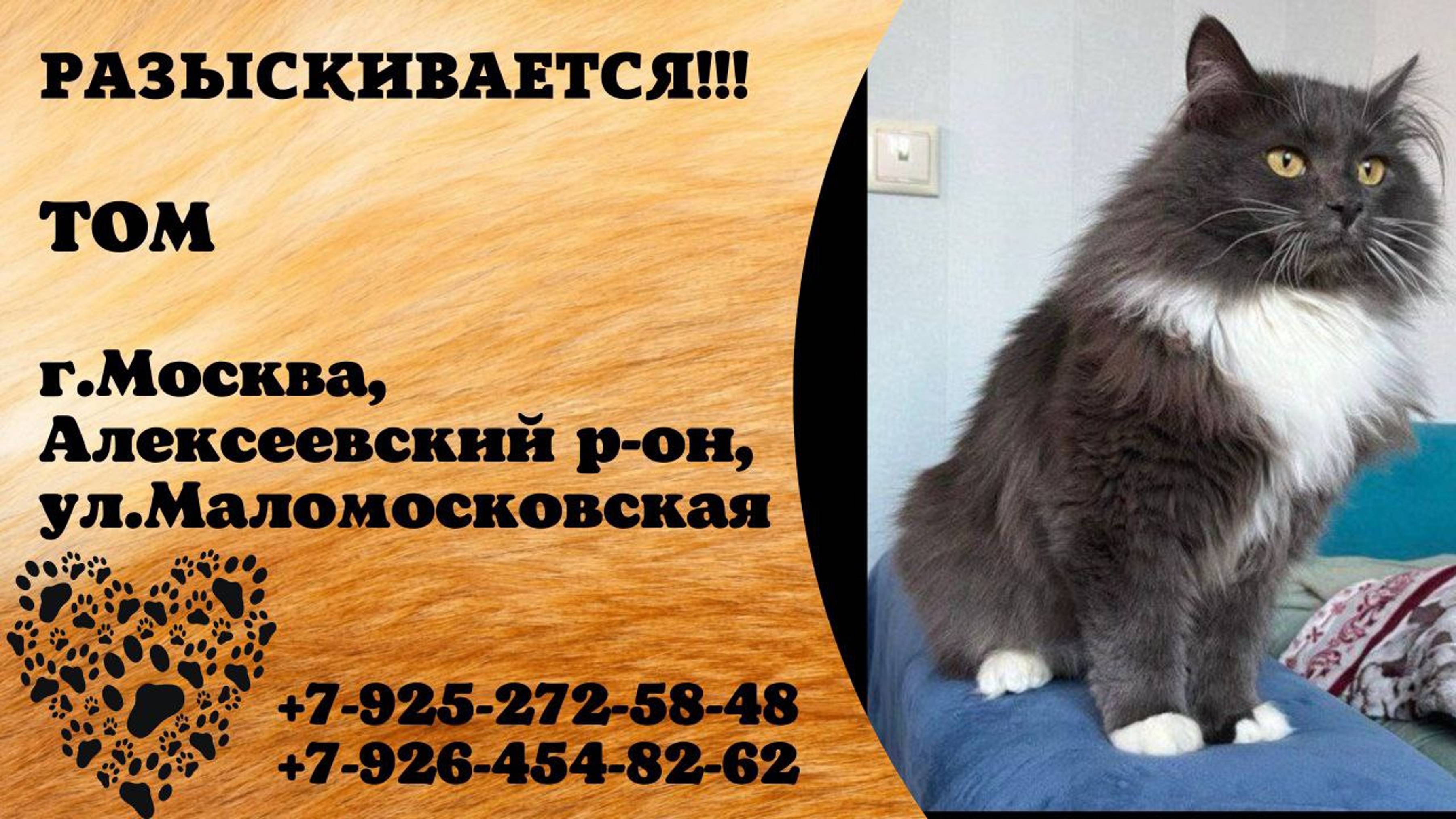 Пропал кот! ТОМ. г. Москва, Алексеевкий р-н, ул. Маломосковская