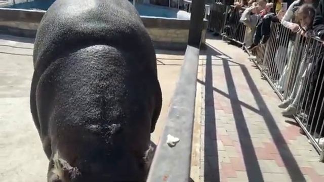 Виктор Жиленко обед Фриды впечатляет Бахчисарайский парк миниатюр #паркминиатюр