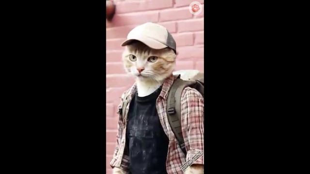 Коты-мертвецы