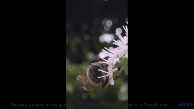 Включите её - и пусть этот момент останется в памяти навсегда! - Cemetery Friends -- LOPKERJO -- FAT