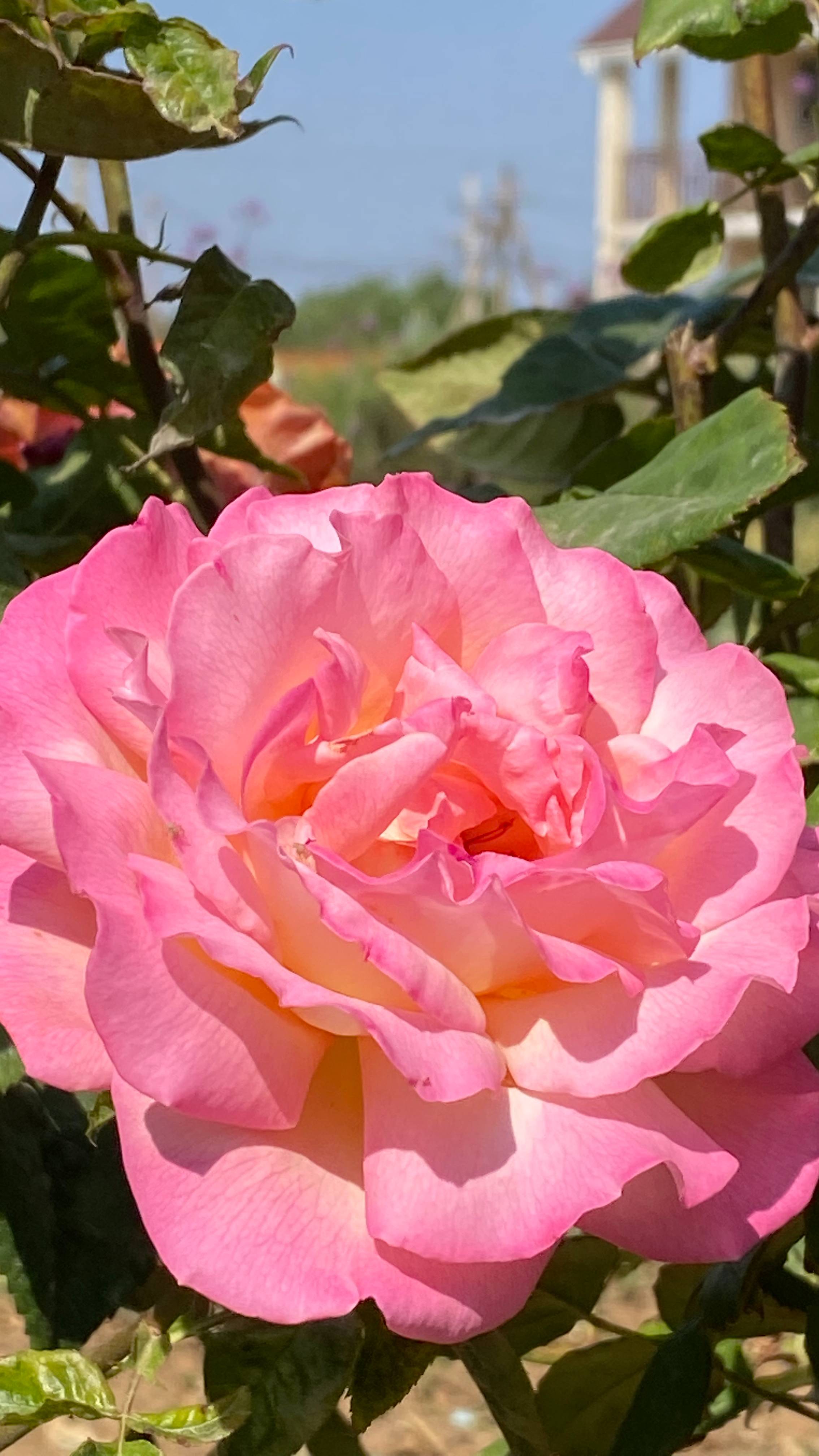Белла Перла (Belle Perle)