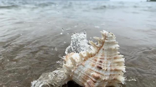 Море волнуется раз-морская фигура замри🤝