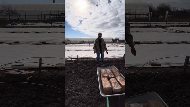 Как выращивают капусту на Кубани