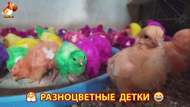 Цыплята и утята милые пушистики растут на радость хозяину (36)